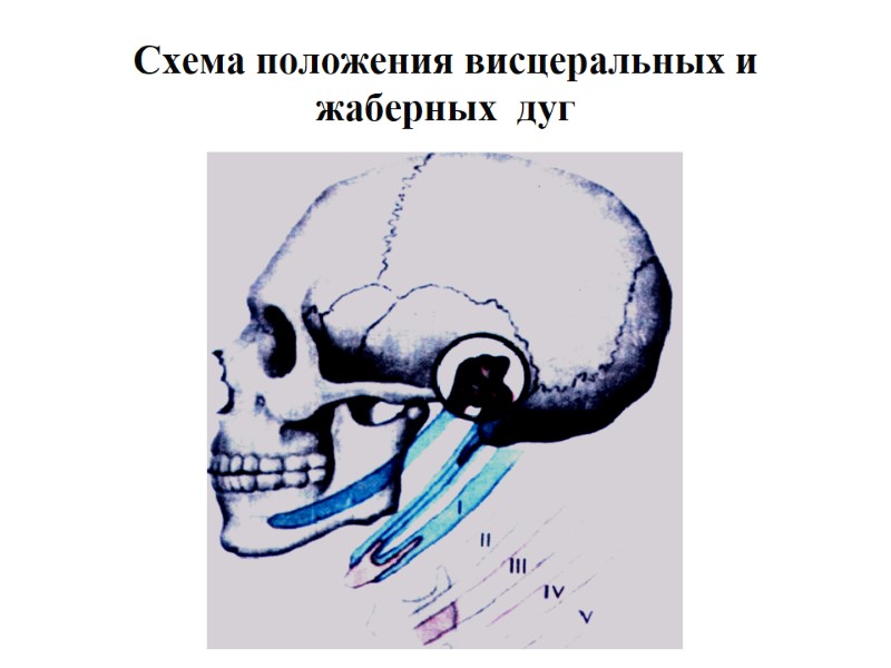 Схема положения висцеральных и жаберных  дуг